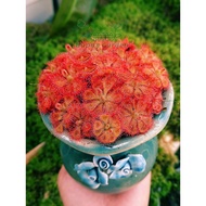 100 Seeds of drosera burmanii water hyacinth