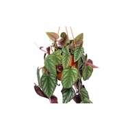 Unusual and gorgeous Begonia Rex Vine (Cissus Discolor)