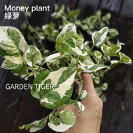[Ready Stock]GardenTiger Money Plant NJoy Pothos