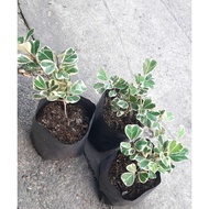 Ficus Triangularis Variegated