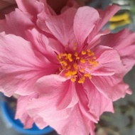 flower cutting hibiscus mutabilis pink