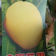 【售】金蜜芒果-中型苗/請先來電詢價