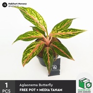 best Aglaonema butterfly - Tanaman hias / bibit tanaman aglonema murah