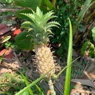 NENAS BATU (kecil /untuk batu karang)