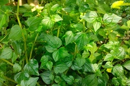 Daun Sirih Cina 1 Kg / Daun Tumpang Air / Tanaman Sirih Cina Ketumpang Air / Daun Sirih Cina Segar /