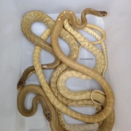 PTYAS MUCOSUS  NON VENOM  MORPH SULFUR Berkualitas