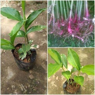 bibit herbal kapulaga/kapulogo