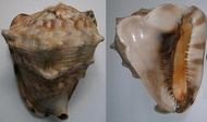 貝殼標本--------------Cassis tuberosa黑嘴唐冠螺 210mm