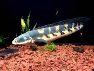 Toman Bunga Fish / Live Fish / Aquascape / Aquarium / Ikan Hidup
