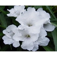 Pokok Ruellia Putihh