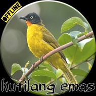 burung kutilang emas bahan rawatan