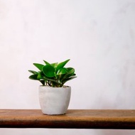 【室內盆栽】圓葉椒草盆栽 植栽 發財樹 室內植物 開幕送禮 升遷