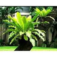 pokok langsuir / pokok bunga gantung / pokok langsuyar / Nest Fern / Langsuyar / Asplenium nidus (sa