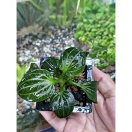 N&T - Iguazu betel 2009/ betel 09 aquatic (bare root)