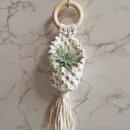 木環植物吊籃【 Macrame plant hanger 】