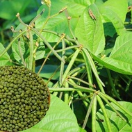 High Yielding MONGGO SEEDS/ MUNGBEAN (20 seeds) FOR PLANTING ONLY