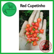 Benih Bibit Cabe Hias Red Cupetinho Cupentino | Cabe lombok Unik Antik