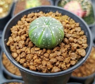 Kaktus tanpa duri astrophytum asterias