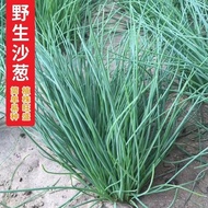 Sand Onion Seeds Shallot Seeds Leek Onion Chives Seeds Original Four Seasons Vegetables Encyclopedia