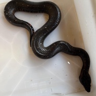 Black aspera / candoia aspera / boa tanah