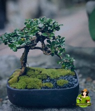 Carmona Bonsai Tree with FREE white plastic pot, pebbles and garden soil (Rare Plant) -  Live Plant / Indoor Plant