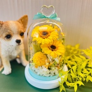 永生花向日葵玻璃罩夜燈 乒乓菊兔尾草可愛造型 畢業 謝師 客製化