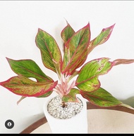 Aglaonema Red Siam with FREE white plastic pot, pebbles and garden soil (Live plant and Indoor plant)