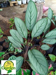 Calathea Grey Star with FREE plastic pot, pebbles and garden soil (Indoor Plant and 4 Stocks Only)