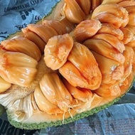 Nangka Cempedak Madu 1 Buah