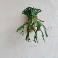 P. wandae 女王_皮革鹿角蕨