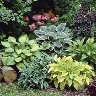 [Supply] Colorful Leaf Jade Hairpin Flower Seed Jade Flower Seed Potted Flower Seed White Crane Flow