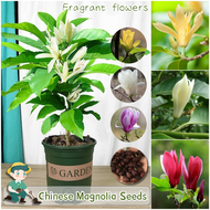 ปลูกง่ายในประเทศไทย เมล็ดสด100% เมล็ดพันธุ์ แมกโนเลีย 30เมล็ด สีผสม Chinese Magnolia Flower Seeds for Planting &amp; Gardening ดอกไม้หอม เมล็ดดอกไม้ บอนสีราคาถูก เมล็ดบอนสี ต้นไม้มงคล บอนสี เมล็ดพันธุ์ดอกไม้ ไม้ประดับ พันธุ์ดอกไม้ ดอกไม้ปลูก แต่งบ้านและสวน