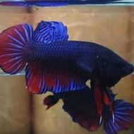 ikan cupang adu bagus