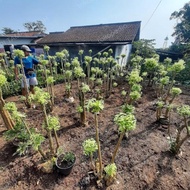 ASLI TANAMAN HIAS BONSAI ANTING PUTRI POHON BONSAI ANTING PUTRI BONSAI