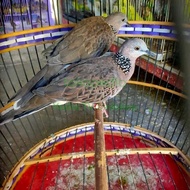 Burung Tekukur Sepasang Gacor Siap Produk