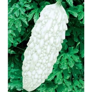 4 White Bitter Gourd Seeds | Vegetable Seeds for Home Garden | EZGrow.sg (SG Stock)