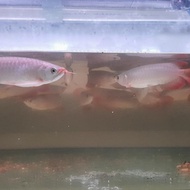 BABY ARWANA SUPER RED 15CM