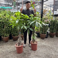 90s Greenovation Live Tree Pachira Ribbon Bonsai Tree/ Money Tree 发财树 (3ft)