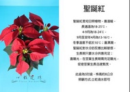心栽花坊-聖誕紅/3吋/季節性植物/秋冬限定/觀葉植物/售價60特價50