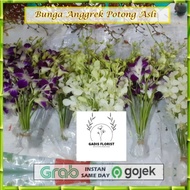 bunga anggrek potong dendrobium Sonia / bunga anggrek dendrobium 