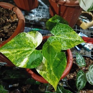 anthurium kuping gajah clarinervium varigata