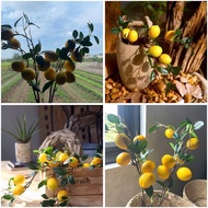 Yellow lemon branches for home decor - 6 branches