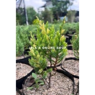 BIG ️Variegated cypress uncommon plant ESTABLISHED ️