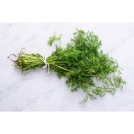 Dill Leaf (Herbs) ~ 50g/pkt
