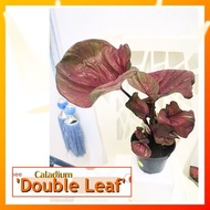 Caladium Thai Hybrid : Double Leaf [Caladium Plants-Pokok Keladi /Indoor Plant/Real Live Plant]