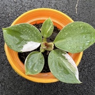 Philodendron White Knight/Houseplant/Indoor plant/Rare plant/Outdoor plant/Pokok keladi hidup