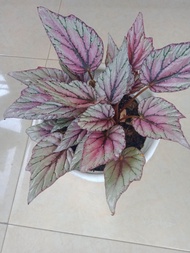 tanaman hias anakan begonia bambu