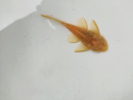 [Ah Jiong Aquatic]——L144 Red/Blue-Eyed Short Finned Pleco