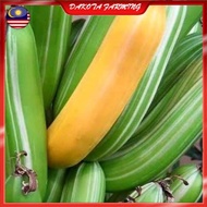 Anak Pokok Pisang Batik Variegated Banana Musa Florida Pokok Pisang Rare