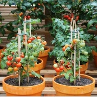 Cherry Tomato Fruit Plant - Cherry Tomato Tree